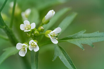 Closeup on the fragile white flowers of the Flexuous  Wavy or Woodland Bittercress, Cardamine...