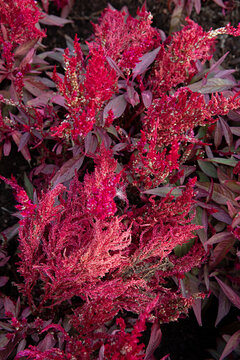 Close-up of vibrant red celosia flowers in full bloom, showcasing rich texture and color.