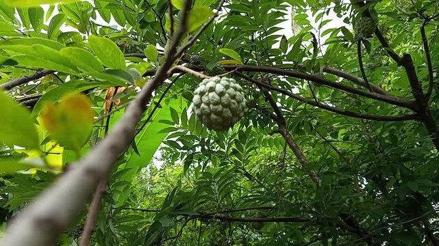 Annona squamosa or srikaya, a fruit rich in energy and a good source of iron