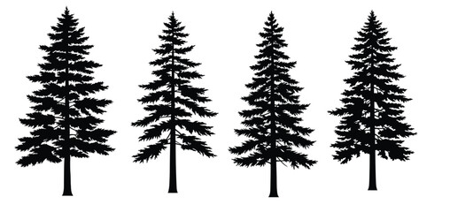 Silhouette of Evergreen Trees: A captivating silhouette of four evergreen trees standing tall against a serene backdrop, symbolizing the resilience and enduring beauty of nature.
