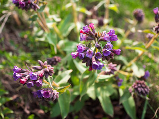 Blooming lungwort plant (Pulmonaria) with clusters of purple and pink flowers in a sunlit spring meadow. Fresh green leaves and grass complete the vibrant natural scene.