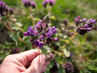 Hand holding a blooming lungwort flower (Pulmonaria) in a spring meadow. Purple and pink petals...