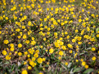 Blooming Potentilla arenaria covering a grassy spring field. Bright yellow flowers form a natural floral carpet under soft sunlight.