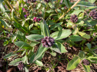 Close-up of lungwort plants (Pulmonaria) in early budding stage with dark flower buds and green leaves, growing in sunlit spring grassland.