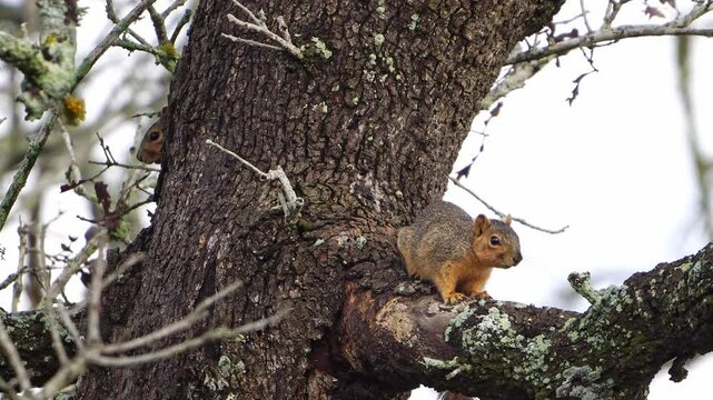 Fox Squirrel Vigilant - Another Pops Out from Behind Tree