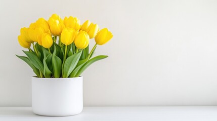 Yellow tulips in a white pot