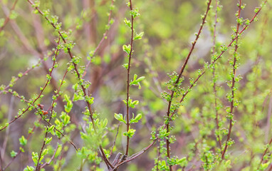 Sprouts of bridal wreath spirea (Spiraea prunifolia) basking in the warm sunlight.