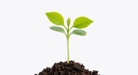 A Tiny Sprout Emerging from the Soil: A Symbol of Growth and New Beginnings