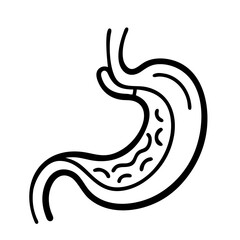 hand-drawn sketch human stomach illustration