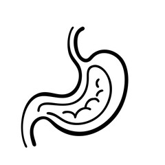 Obraz premium hand-drawn sketch human stomach illustration