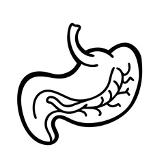 hand-drawn sketch human stomach illustration