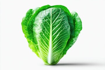 Fototapeta premium Crisp Romaine Lettuce: A Fresh, Green Delight