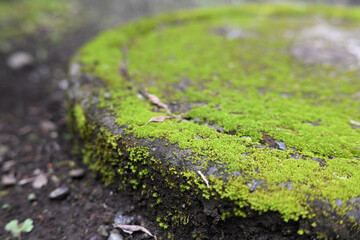 苔むした石の蓋