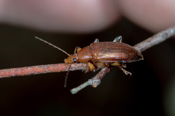 Comb-clawed Darkling Beetle - Alleculini sp. - side view on twig
