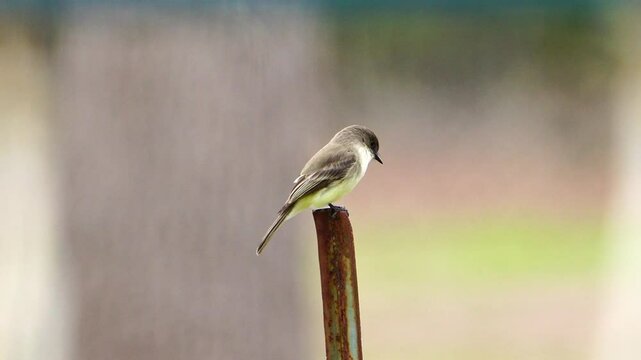 Lone Phoebe on T-Post - Natural Sound, Shallow DOF