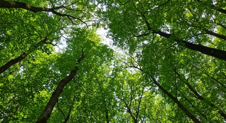 Fototapeta premium Looking up through a dense forest canopy, an immersive woodland scene showcases lush green leaves and tall dark tree trunks with filtered sunlight