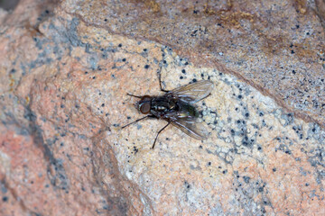 House Fly - Musca sp. - resting on granite rock surface
