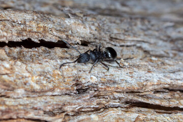 Polyrhachis phryne - Australian ant in the wild on tree bark