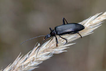 Comb-clawed Darkling Beetle - Tanychilus sp. - isolated on pale grass