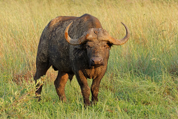 Obraz premium A large African buffalo bull (Syncerus caffer) in natural habitat, Madikwe game reserve, South Africa.