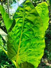 green leaf of a tree