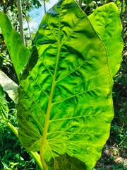 Green leaf and natural