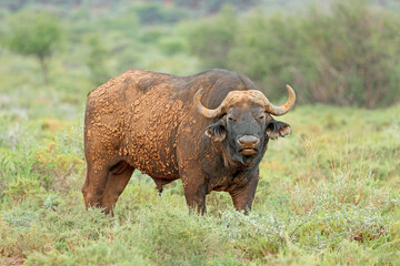 Obraz premium A large African buffalo bull (Syncerus caffer) in natural habitat, Mokala National Park, South Africa.