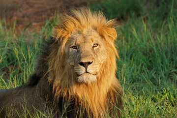 Obraz premium Portrait of a big male African lion (Panthera leo), Madikwe game reserve, South Africa.