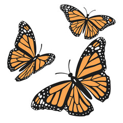 monarch butterflies set vector