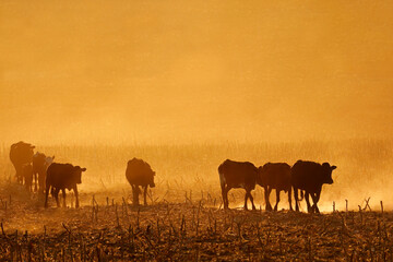 Silhouettes of free-range cattle walking on dusty field at sunset, South Africa.