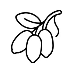 miracle fruit line drawn vector art - illustration miracle fruit isolated transparent background