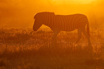 A plains zebra (Equus burchelli) in dust at sunrise, Etosha National Park, Namibia.