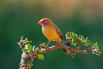 A colorful female violet-eared waxbill (Uraeginthus granatinus) perched on a branch, South Africa.