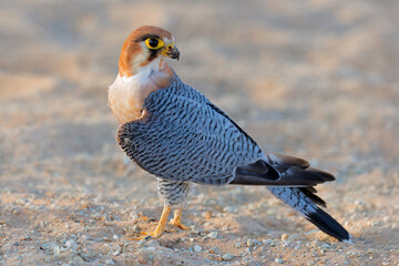 A red-necked falcon (Falco chicquera) sitting on the ground, Kalahari desert, South Africa.