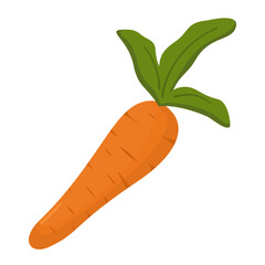 Carrot Vegetable Illustration
