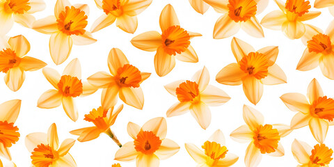 Daffodils Bloom Brightly, Spring's Delightful Flowers
