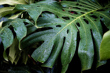 Rain drop on monstera plant leaf deep green nature background
