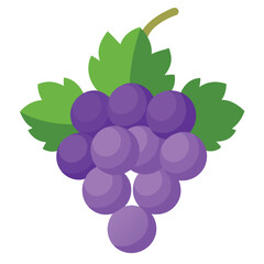 Grapes vector illustration on white background 