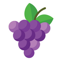 Grapes vector illustration on white background 