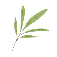 green leaves isolated on white background