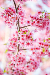 sakura flower or cherry blossom on white background