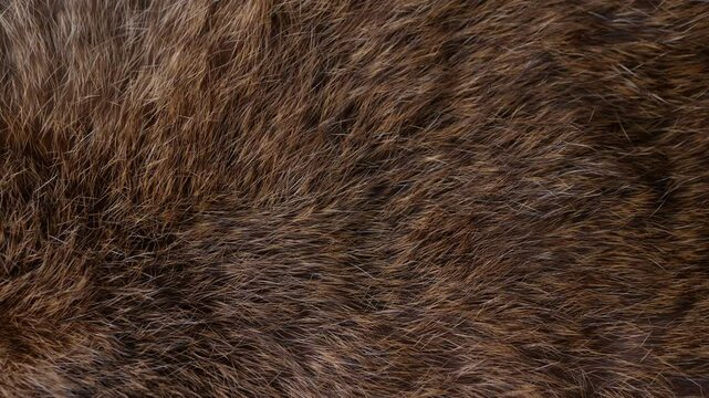 Red Brown Animal Wildlife fur hair textured Concept Background.