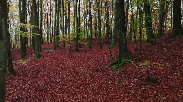 Forsem&ouml;lla forest in south sweden, &Ouml;sterlen, during autumn, orange and yellow leafs - drone flying