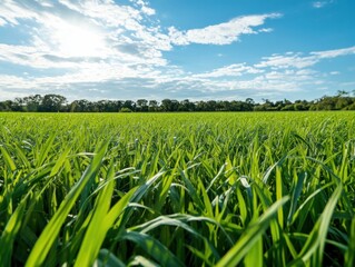 Fototapeta premium green wheat field