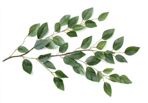 olive branch isolated on white