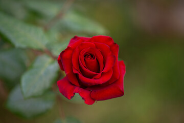 Gros plan sur une rose rouge
