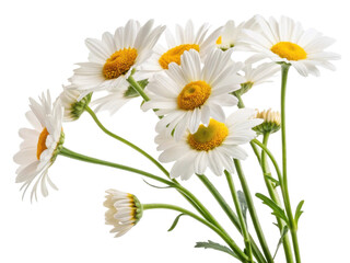 Fototapeta premium beautiful bouquet of daisy flowers showcases their vibrant white petals and cheerful yellow centers, perfect for brightening any space