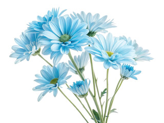 Bright blue daisies bloom gracefully, showcasing their delicate petals and vibrant beauty, perfect for adding charm to any setting
