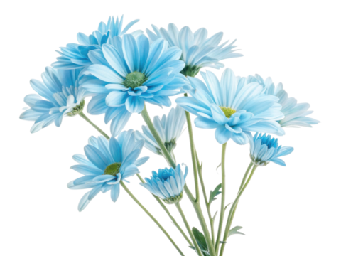 Bright blue daisies bloom gracefully, showcasing their delicate petals and vibrant beauty, perfect for adding charm to any setting