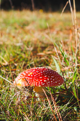 fly agaric in the afternoon sun